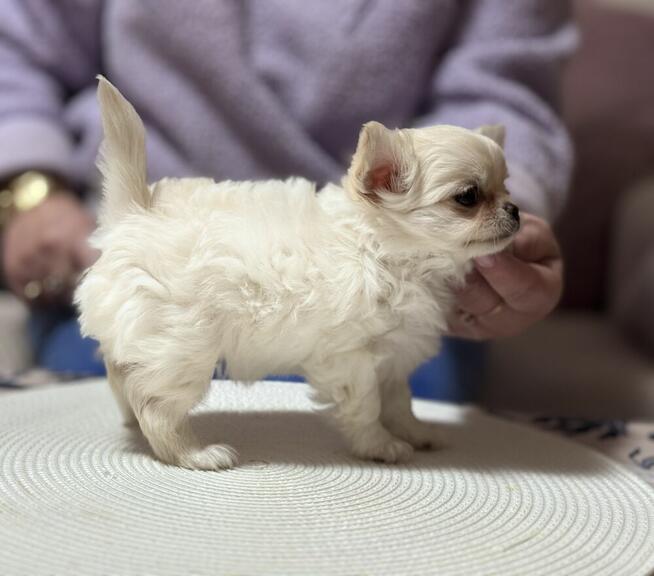 CHIHUAHUA z rodowodem FCI