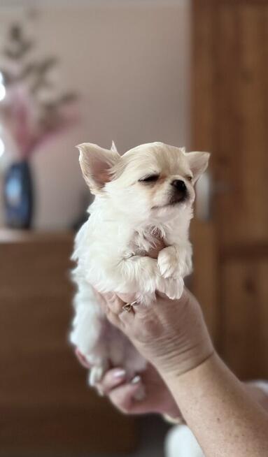 CHIHUAHUA z rodowodem FCI