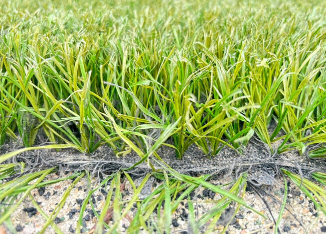 Sztuczna Trawa Piłkarska dla zwierząt