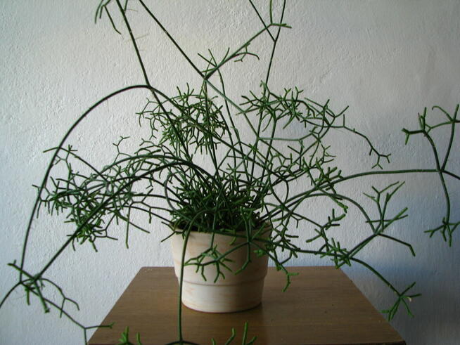 Patyczak Rhipsalis – piękna roślinka do mieszkania oranżerii