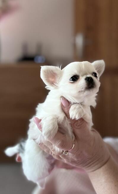 CHIHUAHUA z rodowodem FCI