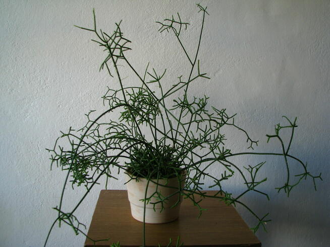 Patyczak Rhipsalis – piękna roślinka do mieszkania oranżerii