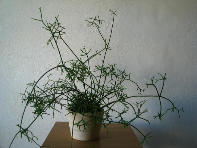 Patyczak Rhipsalis – piękna roślinka do mieszkania oranżerii