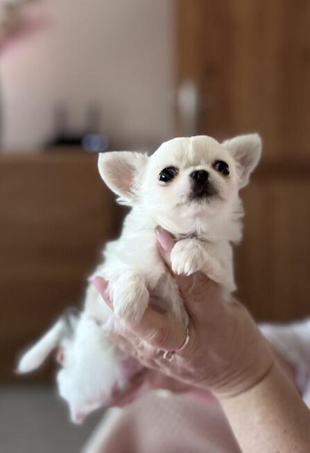 CHIHUAHUA z rodowodem FCI