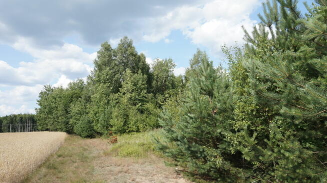 Sprzedam działkę w Niechnabrzu