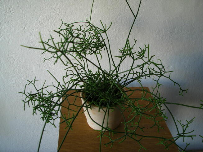 Patyczak Rhipsalis – piękna roślinka do mieszkania oranżerii