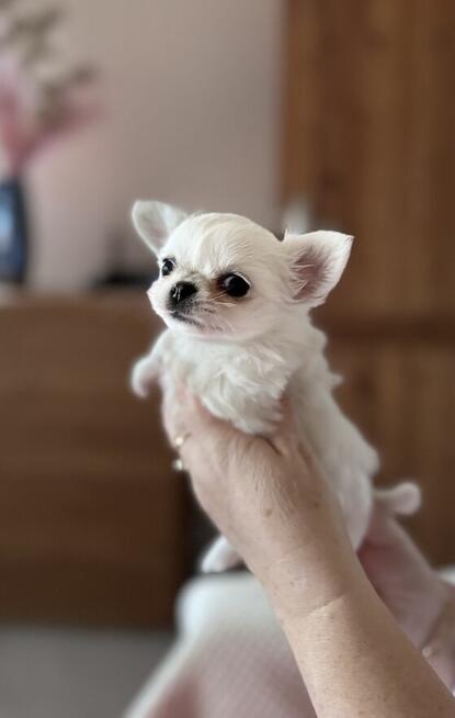 CHIHUAHUA z rodowodem FCI