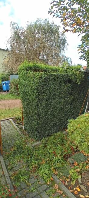 koszenie podkaszanie