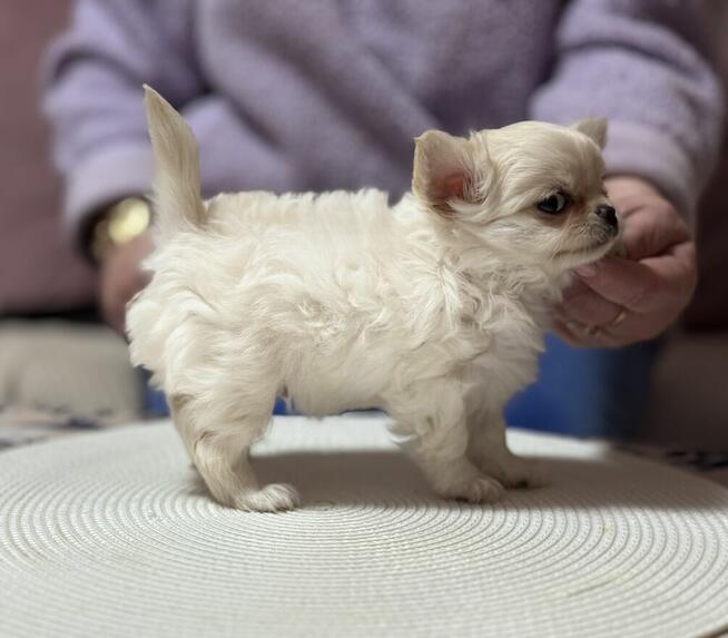 CHIHUAHUA z rodowodem FCI