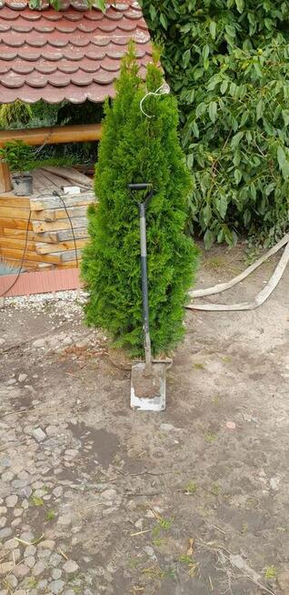 SPRZEDAM PIĘKNE, ZDROWE TUJE 150/160 CM WYSOKOŚCI