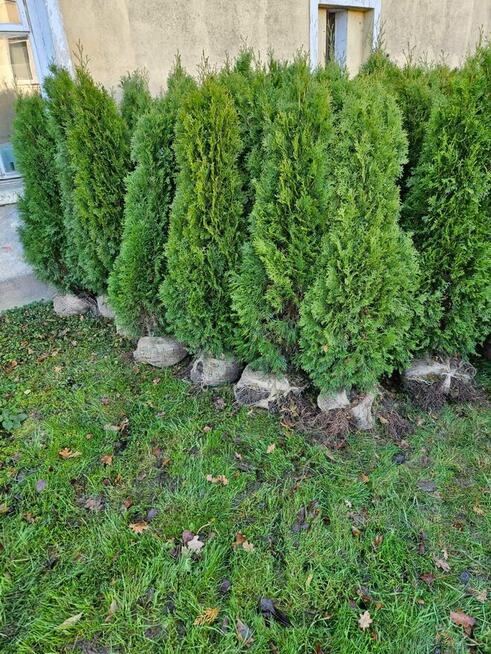 SPRZEDAM PIĘKNE, ZDROWE TUJE 150/160 CM WYSOKOŚCI