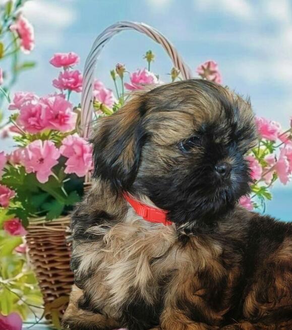 Shih tzu Piesek FCI