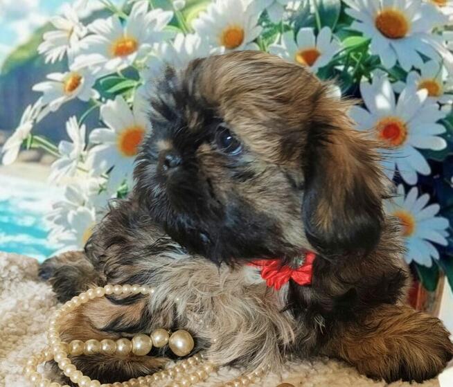 Shih tzu Piesek FCI