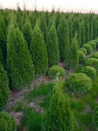 SPRZEDAM PIĘKNE, ZDROWE TUJE 150/160 CM WYSOKOŚCI