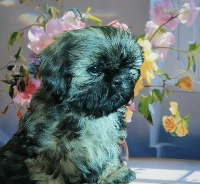 Shih tzu Piesek FCI