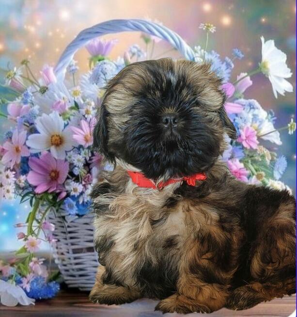 Shih tzu Piesek FCI