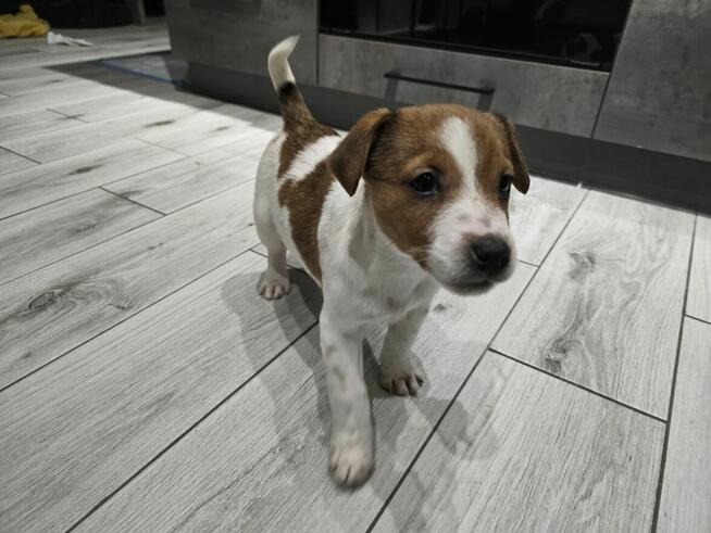 Suczka Jack Russel Terrier