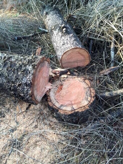 Sprzedam kłody wiśni i daglezji