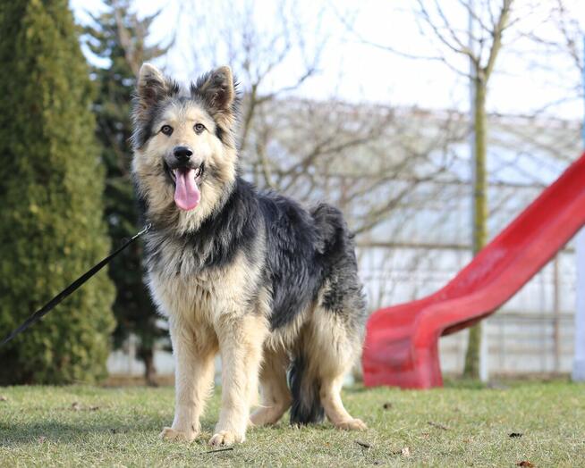 Owczarek Niemiecki Długowłosy cz-p