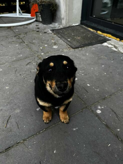 Gucio, wesoły szczeniaczek do adopcji