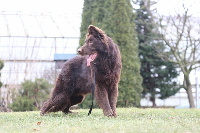 SUKA - Owczarek Niemiecki