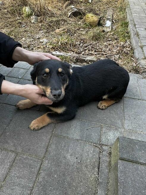 Gucio, wesoły szczeniaczek do adopcji