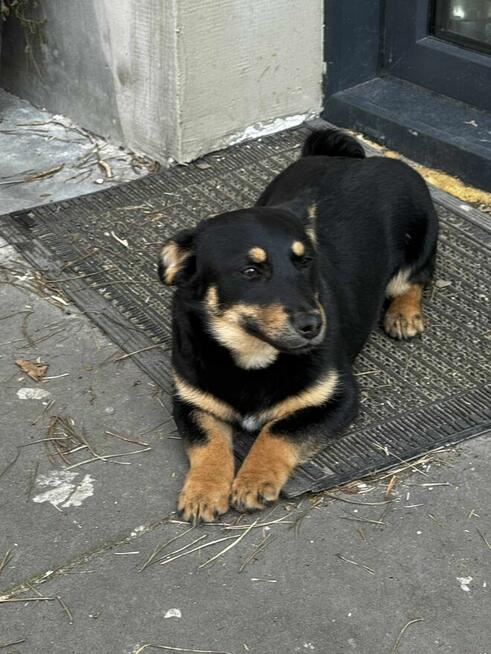 Gucio, wesoły szczeniaczek do adopcji
