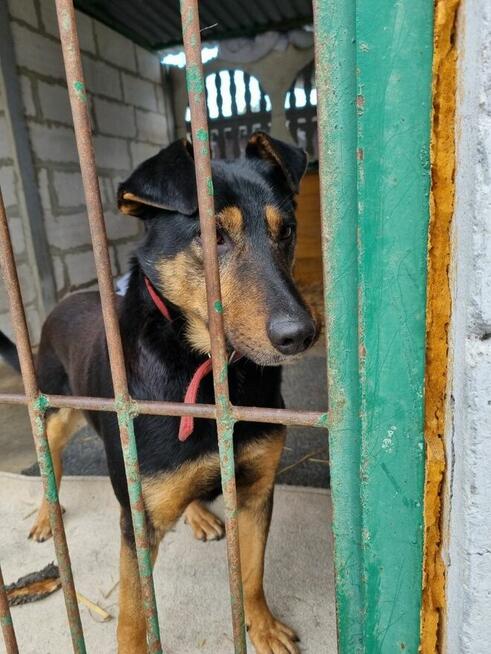 Dino szuka domu, młody, energiczny, pies