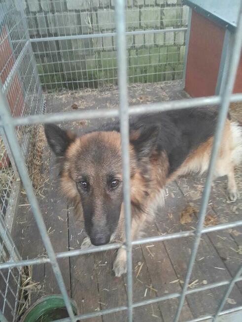 Nero, wspaniały owczarek do pokochania od zaraz