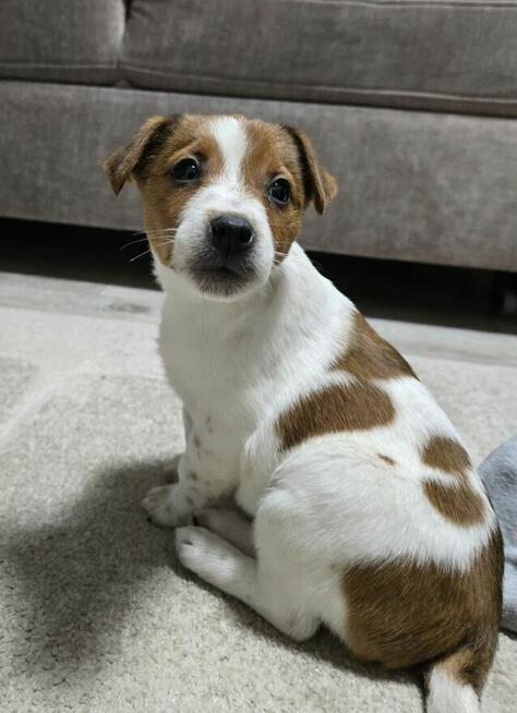 Suczka Jack Russel Terrier
