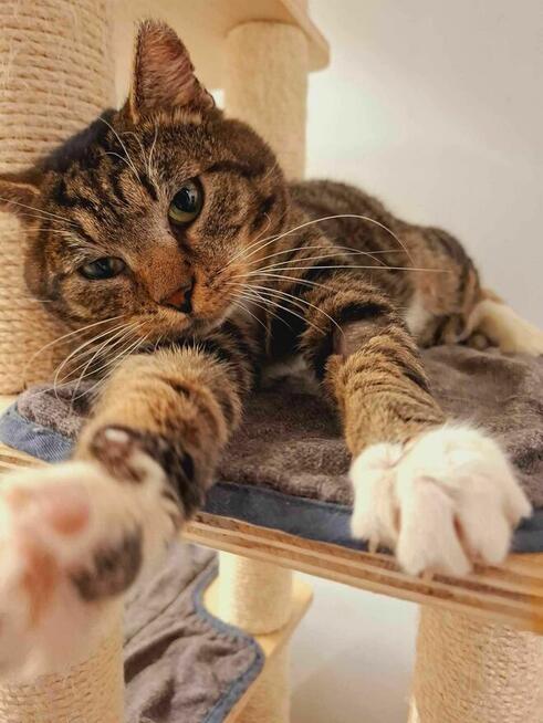 Słodki jak cukier kocurek CUKIER szuka kochającego domu/Poznań