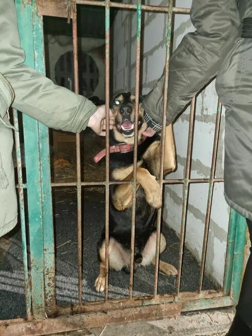 Dino szuka domu, młody, energiczny, pies