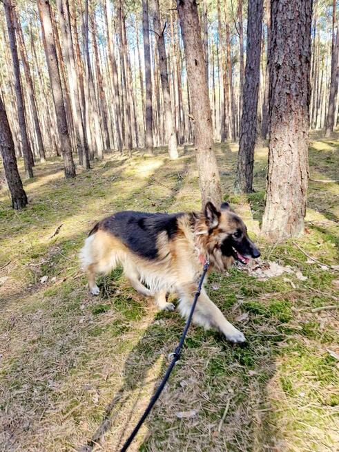 Nero, wspaniały owczarek do pokochania od zaraz