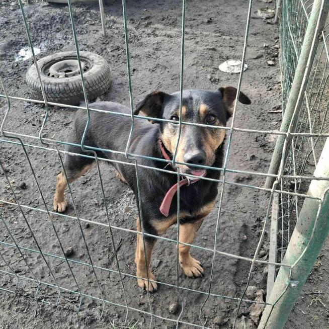 Dino szuka domu, młody, energiczny, pies