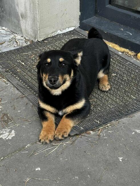 Gucio, wesoły szczeniaczek do adopcji