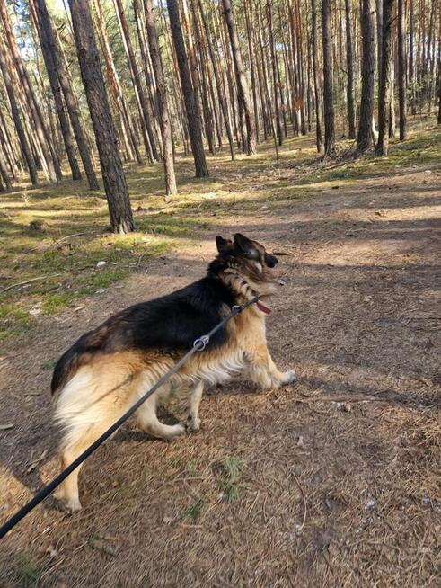 Nero, wspaniały owczarek do pokochania od zaraz