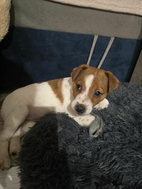 Suczka Jack Russel Terrier