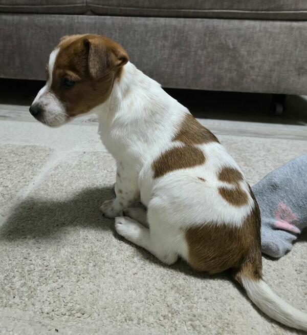 Suczka Jack Russel Terrier