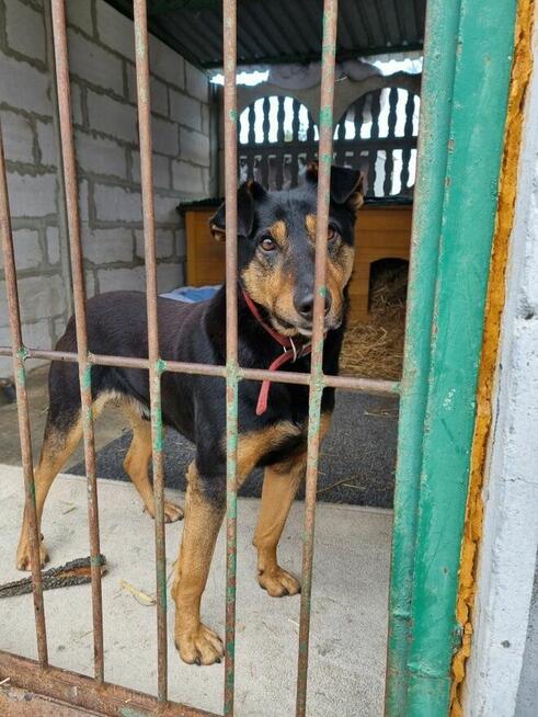 Dino szuka domu, młody, energiczny, pies