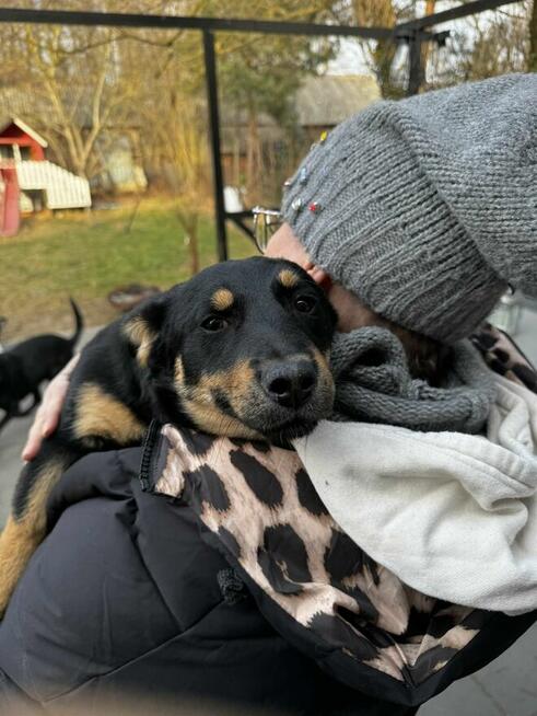 Gucio, wesoły szczeniaczek do adopcji