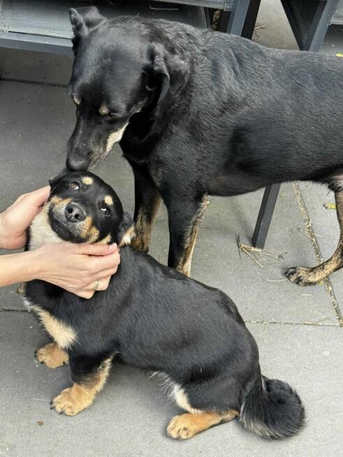 Gucio, wesoły szczeniaczek do adopcji