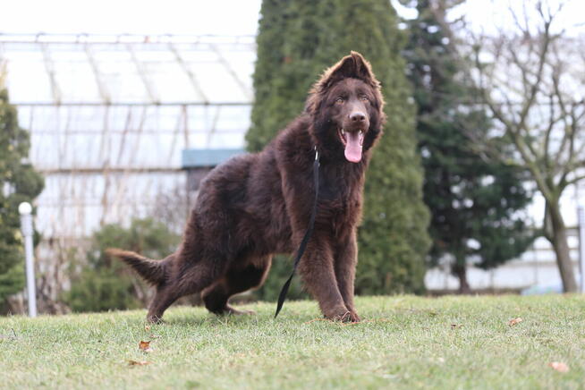 SUKA - Owczarek Niemiecki