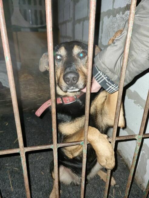 Dino szuka domu, młody, energiczny, pies