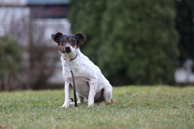 JACK Russel Terrier pies