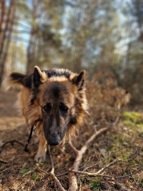 Nero, wspaniały owczarek do pokochania od zaraz