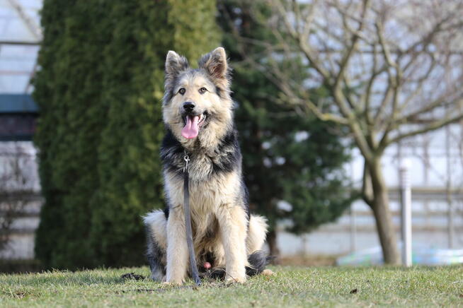 Owczarek Niemiecki Długowłosy cz-p