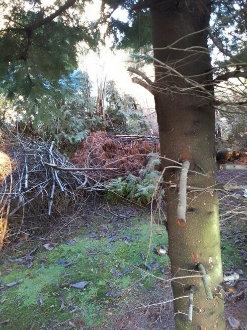 Sprzedam kłody wiśni i daglezji