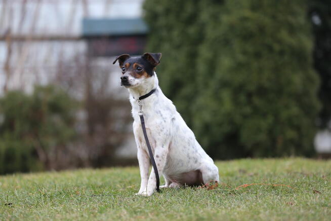 JACK Russel Terrier pies