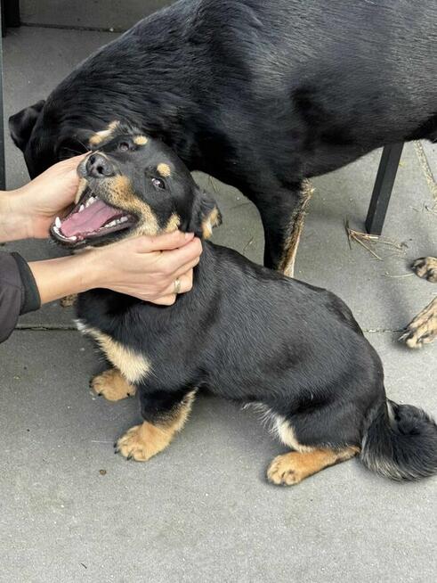 Gucio, wesoły szczeniaczek do adopcji