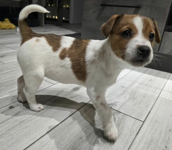 Suczka Jack Russel Terrier